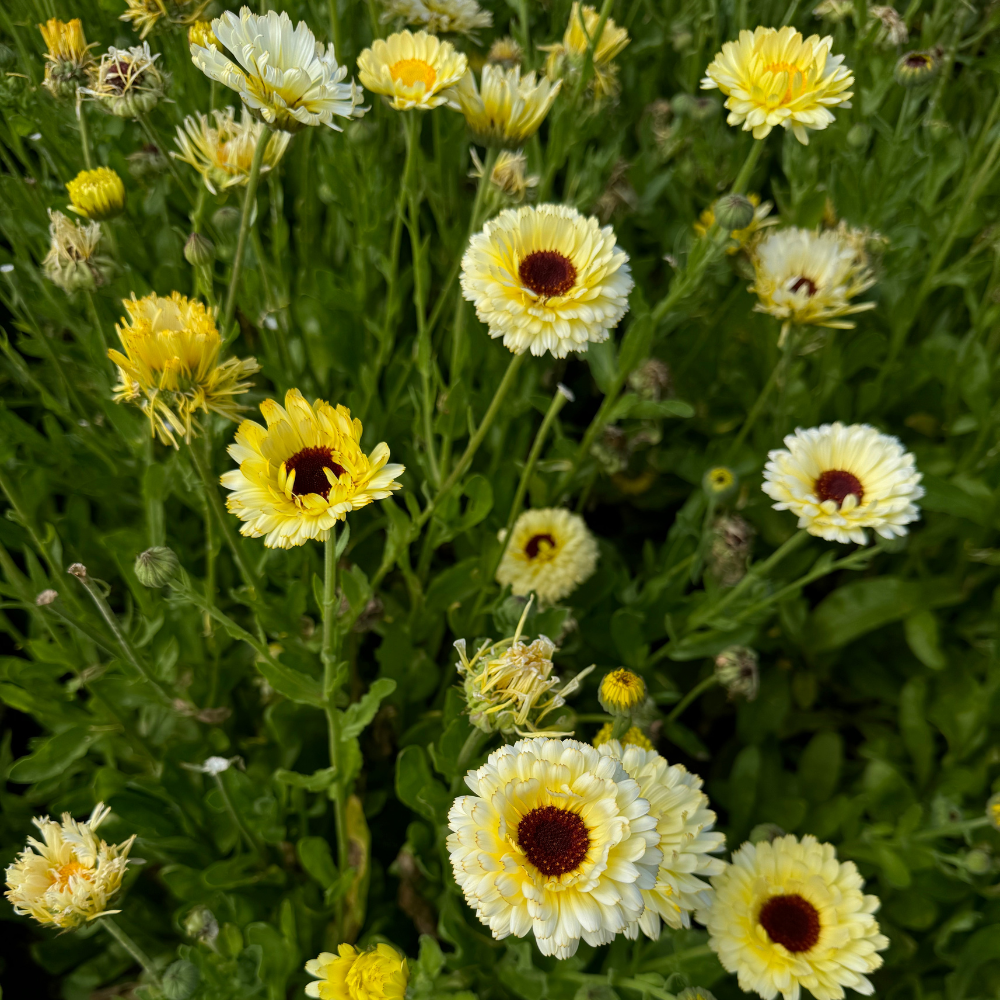 Calendula officinalis (marigold) - 'Ivory Princess'
