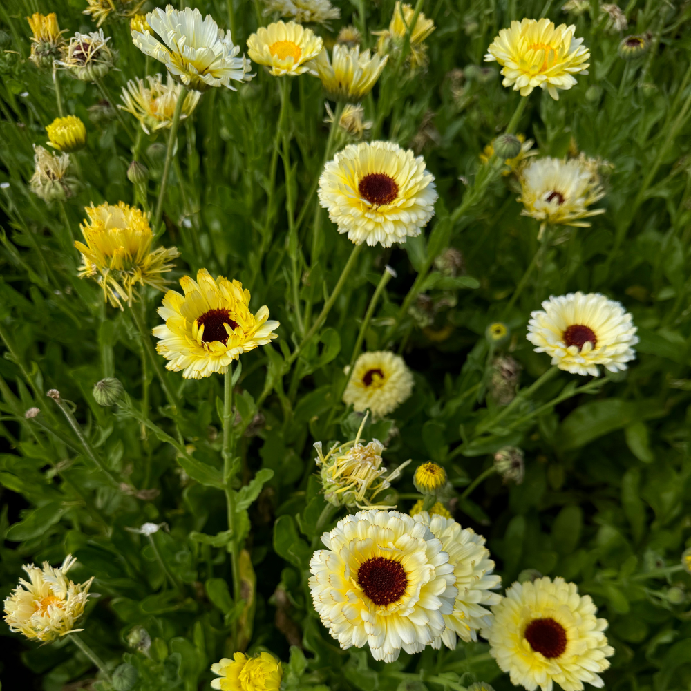 Calendula officinalis (Ringelblume) – Elfenbeinprinzessin