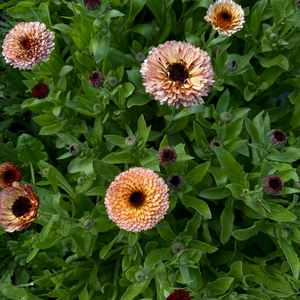 Calendula officinalis (goudsbloem) - Orange Flash