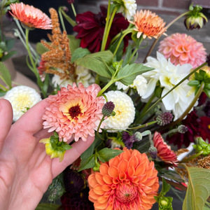 Calendula officinalis (Ringelblume) – Orange Flash