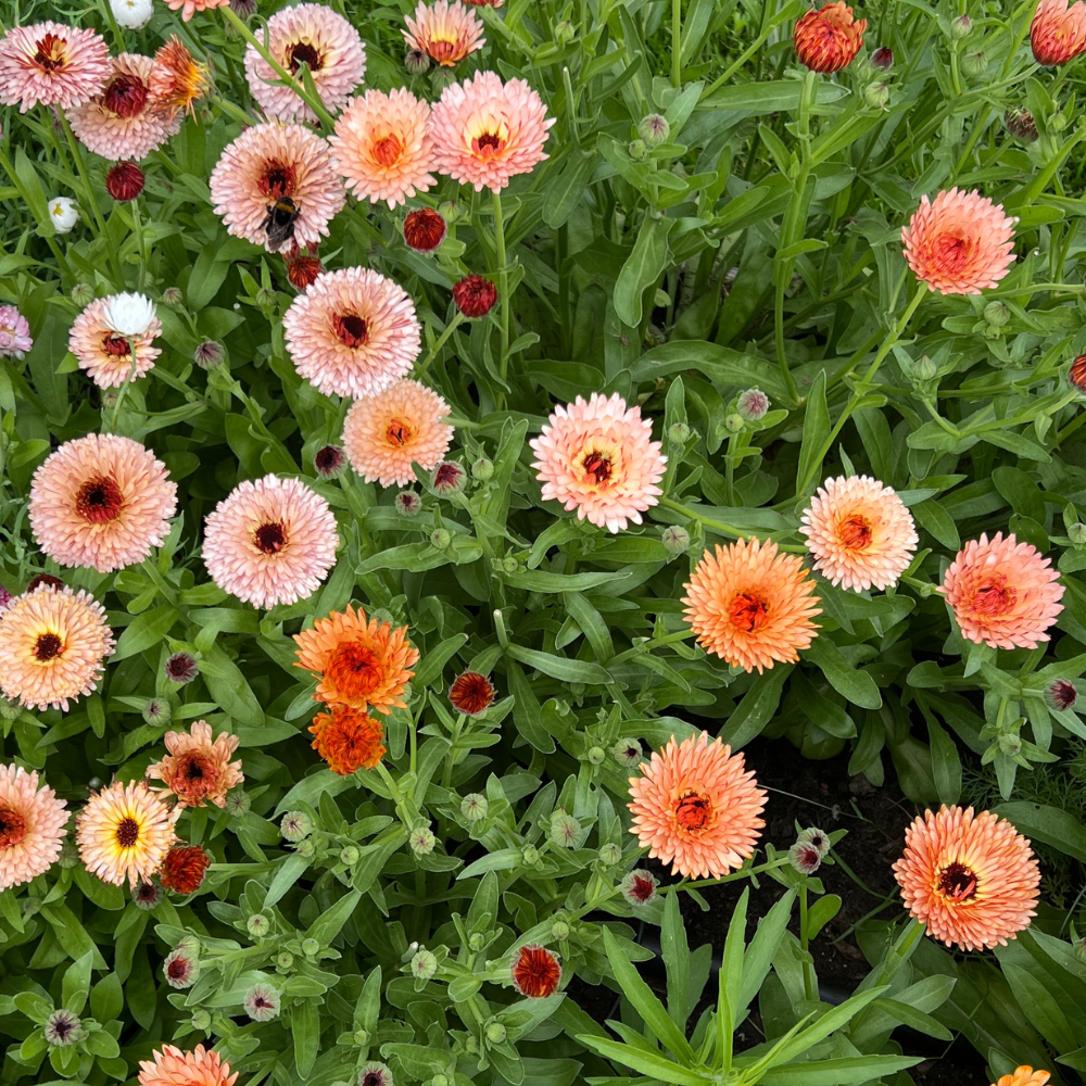 Calendula officinalis (goudsbloem) - Orange Flash