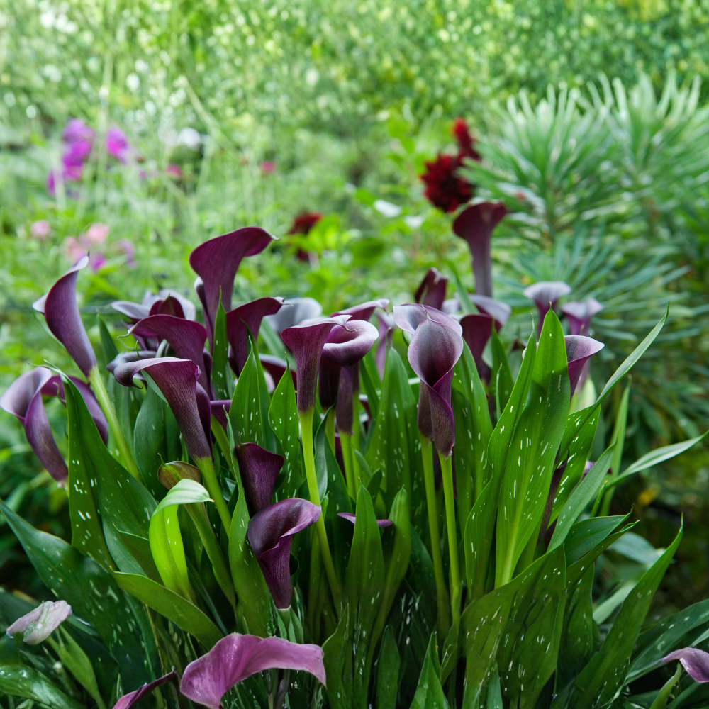 Callalelie 'Black Magic' - 3 stuks