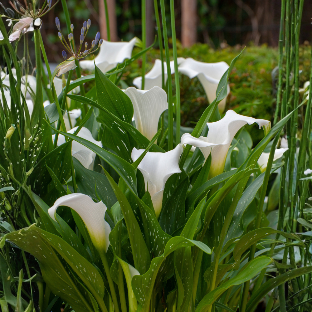 Callalelie 'Crystal Blush' - 3 stuks