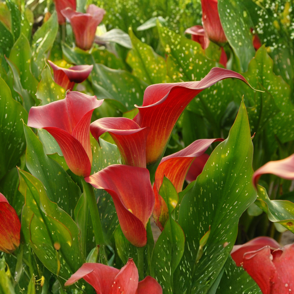 Callalelie 'Red Alert' - 3 stuks