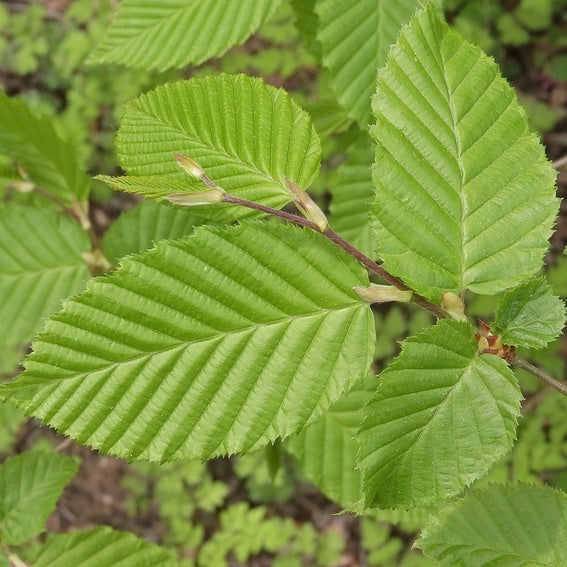 Charme (Carpinus betulus) - racine nue - 100/125 cm