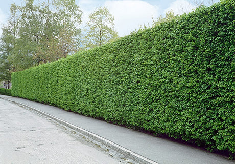 Haagbeuk (Carpinus betulus) - blote wortel - 60/80 cm