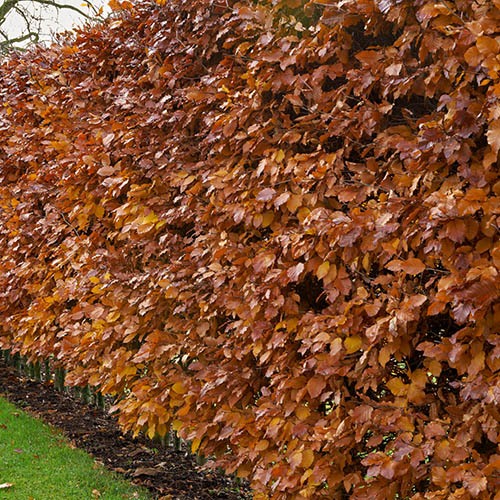 Charme (Carpinus betulus) - racine nue - 80/100 cm