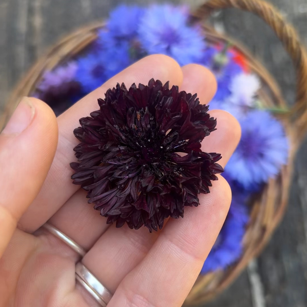 Centaurea cyanus (korenbloem) - Witching Hour