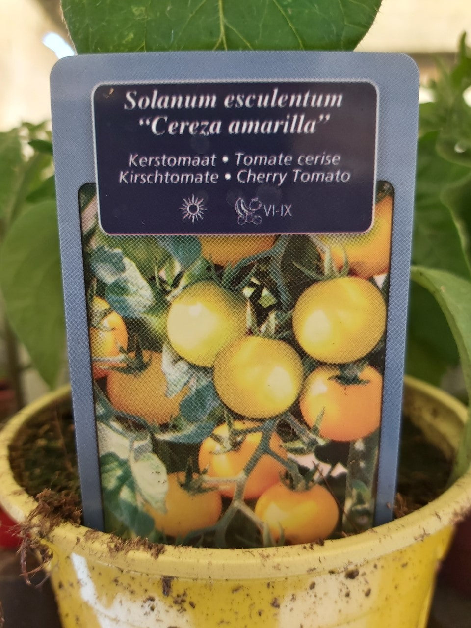 Tomate cerise Cereza Amarilla (jaune) en pot 1 plante