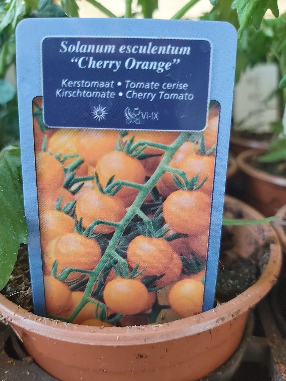 Kerstomaat Cherry Orange (oranje) in pot 1 plant