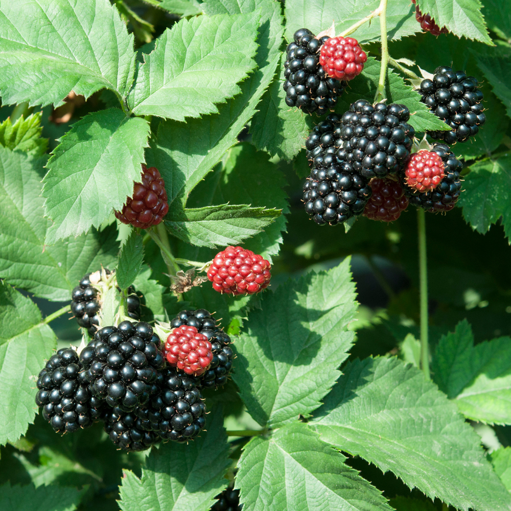 Thornless blackberry bush 'Chester Thornless' BIO