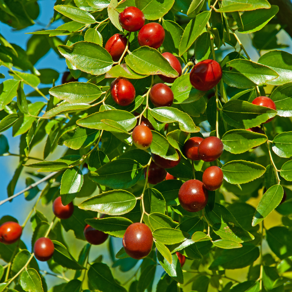 Chinese dadelboom, Jujube - Blote wortel