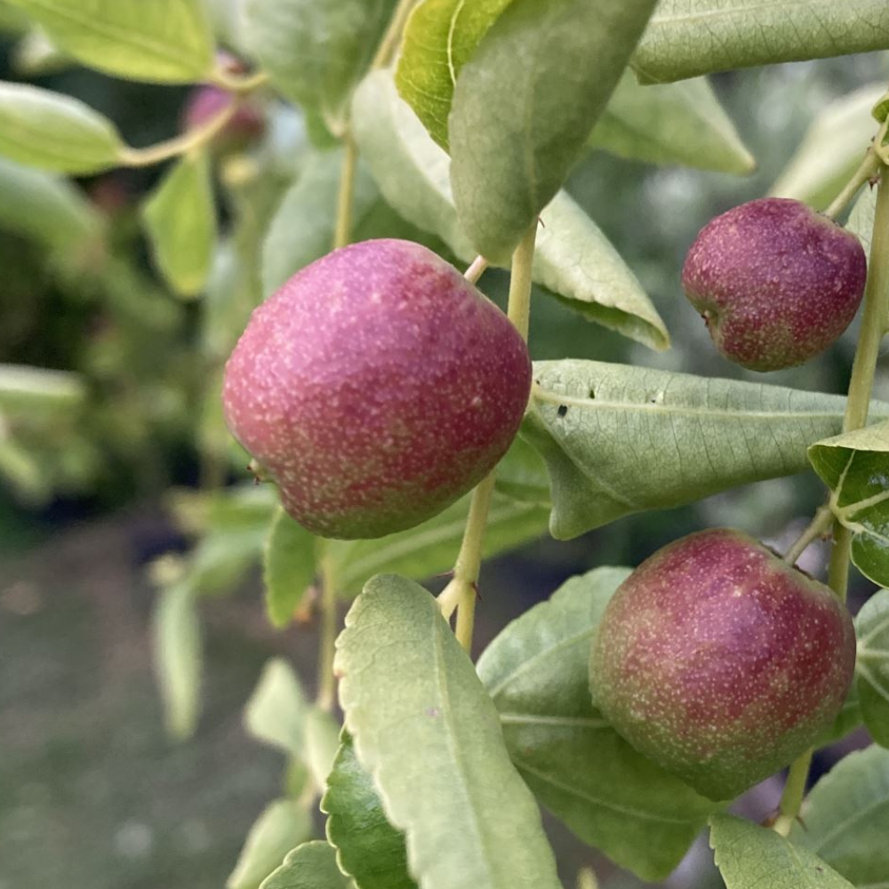 Chinese dadelboom, Jujube - Blote wortel