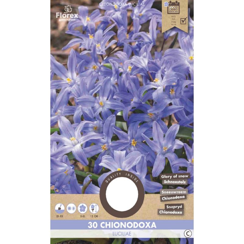 Chionodoxa Luciliae (Gloire des Neiges) 5/6 30 pièces