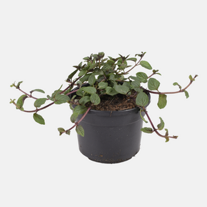 Menthe chocolatée (mentha piperita) - 'Chocolat' BIO
