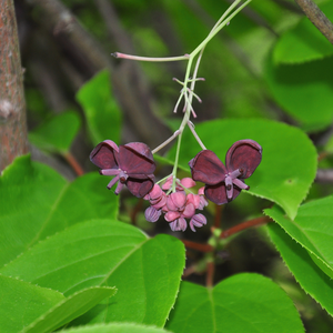 Low-stemmed sweet chestnut tree BIO