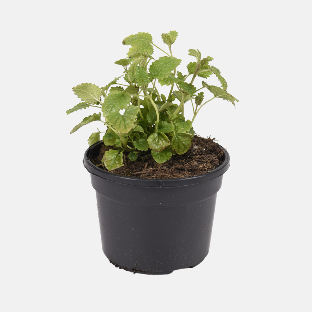 Mélisse (Melissa officinalis) BIO