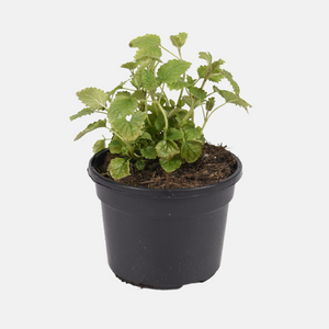 Mélisse (Melissa officinalis) BIO