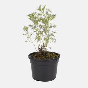 Colakruid (artemisia abrotanum) - 'Maritima' BIO