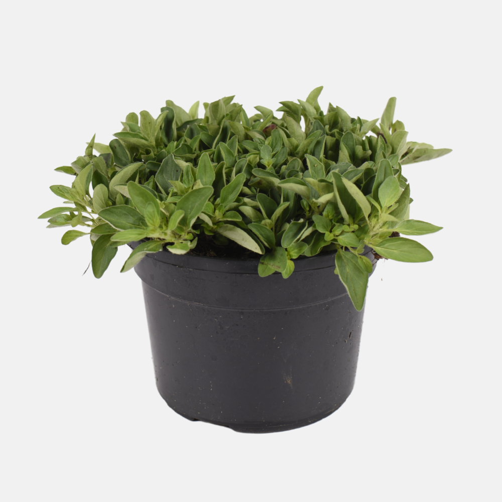 Origan compact (origanum vulgare) - 'Compactum' BIO