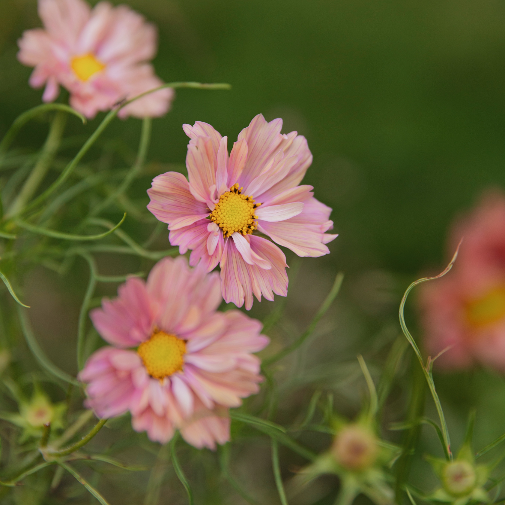 Cosmos bipinnatus (cosmea) - 'Abricotta'