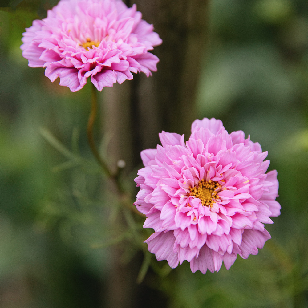 Cosmos bipinnatus (cosmea) - Double Dutch Rose