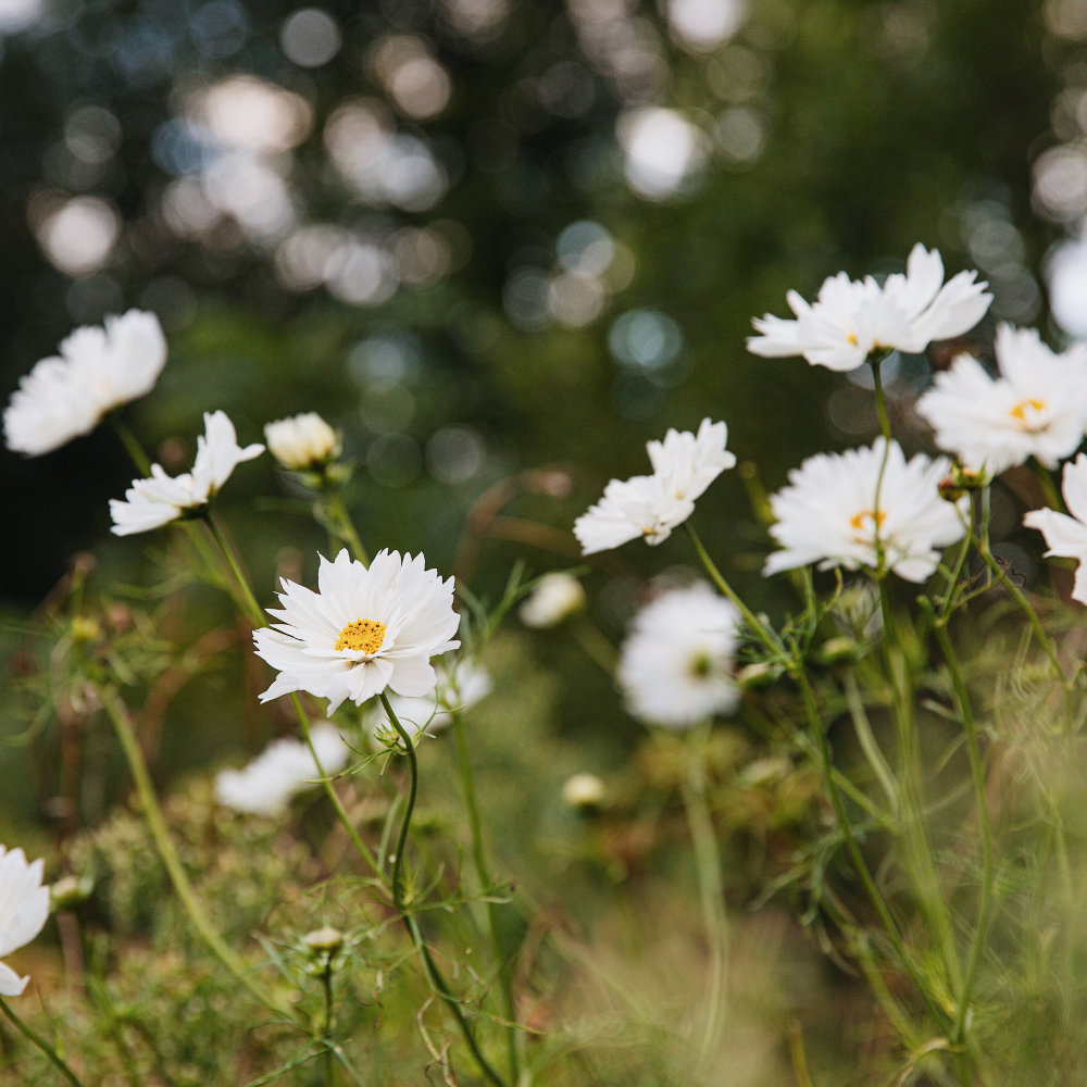 Cosmos bipinnatus (cosmea) – 'Fizzy White'