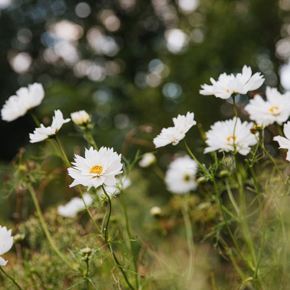 Cosmos bipinnatus (cosmea) - Fizzy White