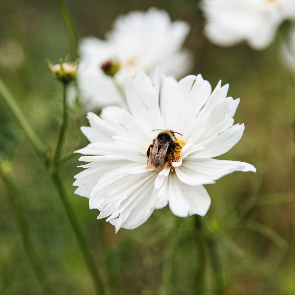 Cosmos bipinnatus (cosmea) – 'Fizzy White'