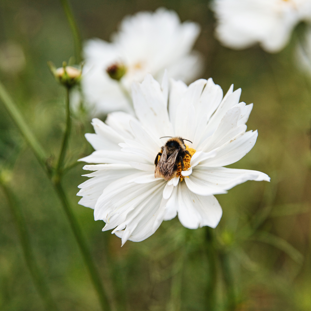 Cosmos bipinnatus (Cosmea) – Kohlensäureweiß