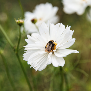 Cosmos bipinnatus (Cosmea) – Kohlensäureweiß