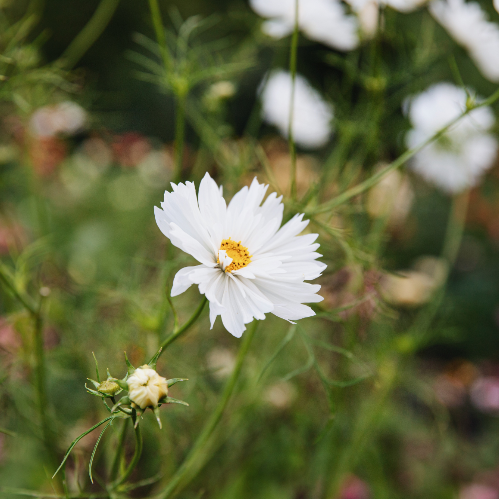Cosmos bipinnatus (cosmea) – 'Fizzy White'