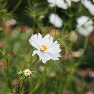 Cosmos bipinnatus (Cosmea) – Kohlensäureweiß