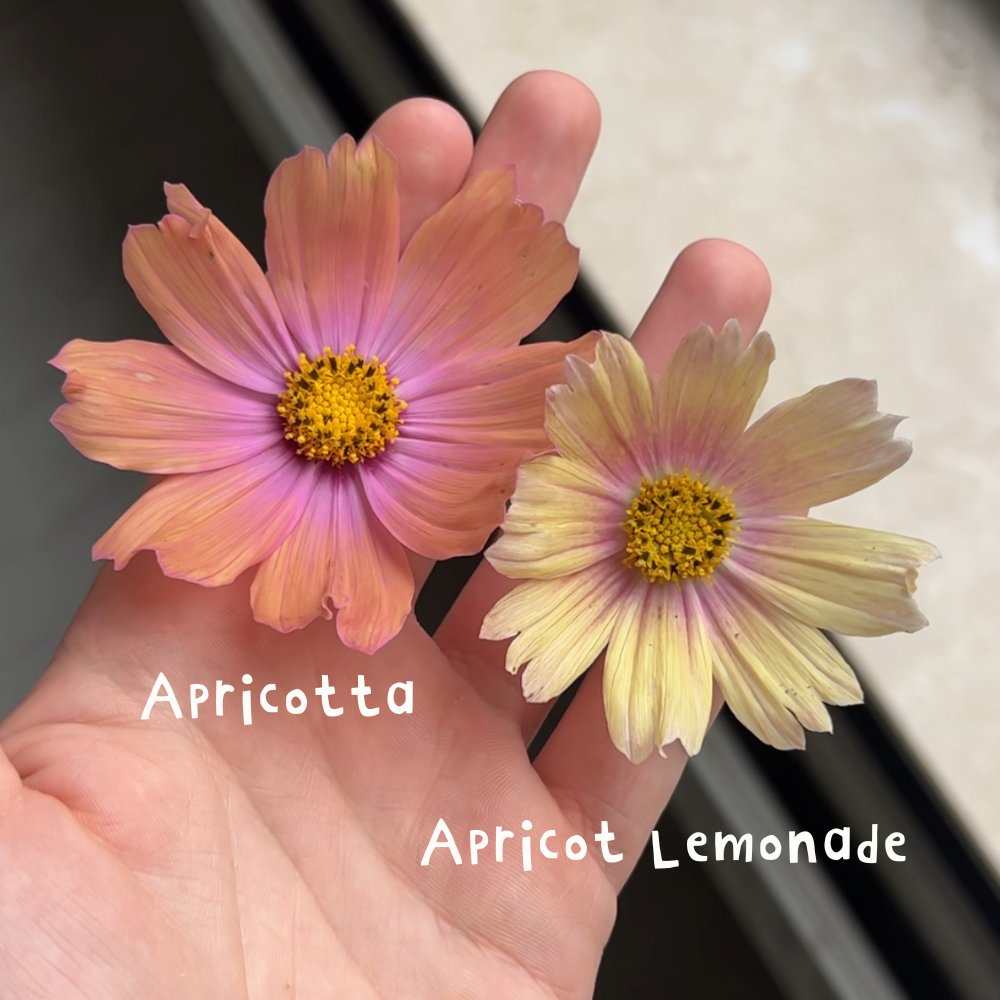 Cosmos bipinnatus (cosmea) - Apricot Lemonade