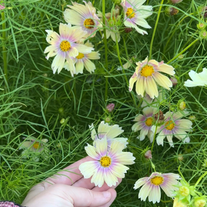 Cosmos bipinnatus (cosmea) - Apricot Lemonade