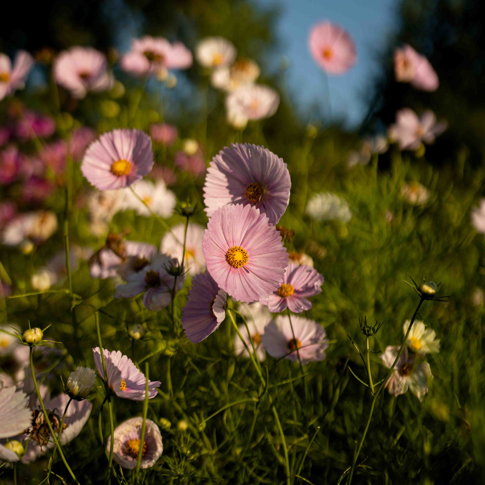 Cosmos bipinnatus (Cosmea) – Cupcake-Rouge