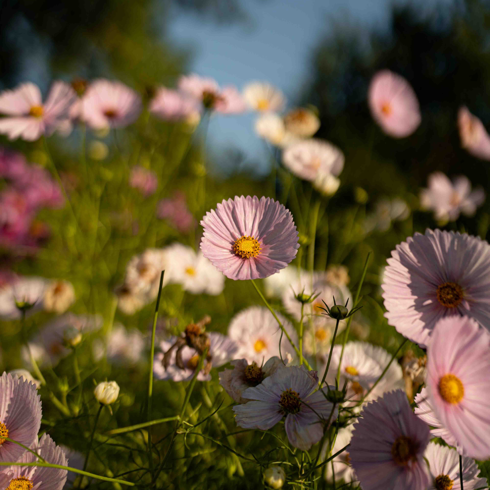 Cosmos bipinnatus (cosmea) - Cupcake Blush