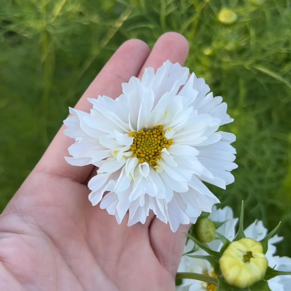 Cosmos bipinnatus (cosmea) - Double Click Snowpuff