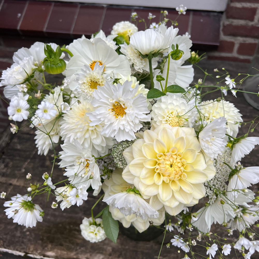 Cosmos bipinnatus (cosmea) - Double-clic Snowpuff
