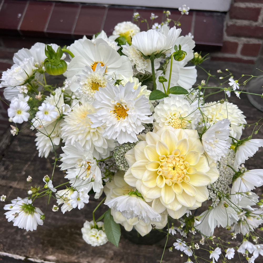 Cosmos bipinnatus (cosmea) - Double Click Snowpuff