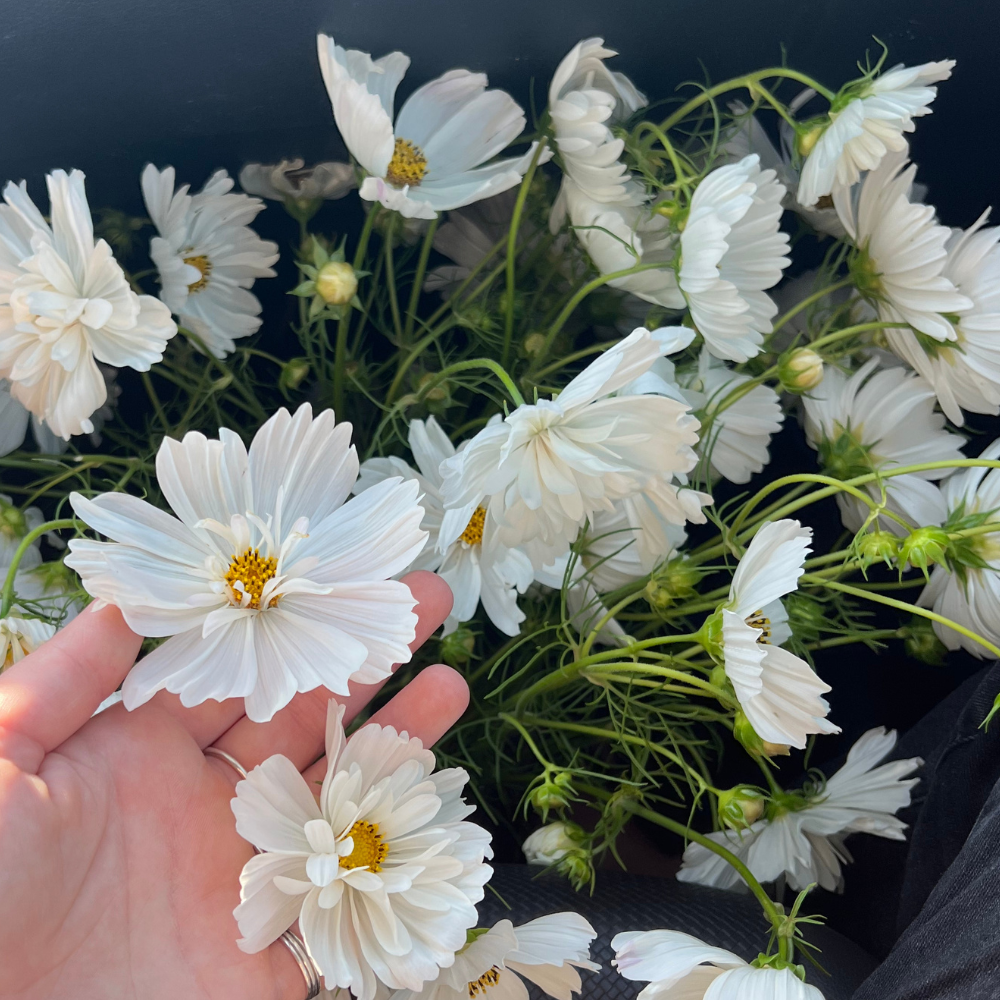 Cosmos bipinnatus (cosmea) – 'Fizzy White'