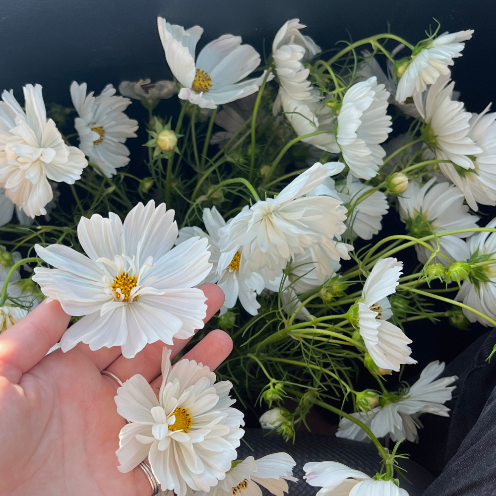 Cosmos bipinnatus (Cosmea) – Kohlensäureweiß