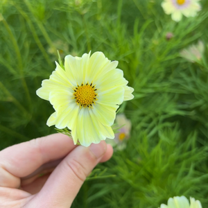 Cosmos bipinnatus (cosmea) - Kiiro