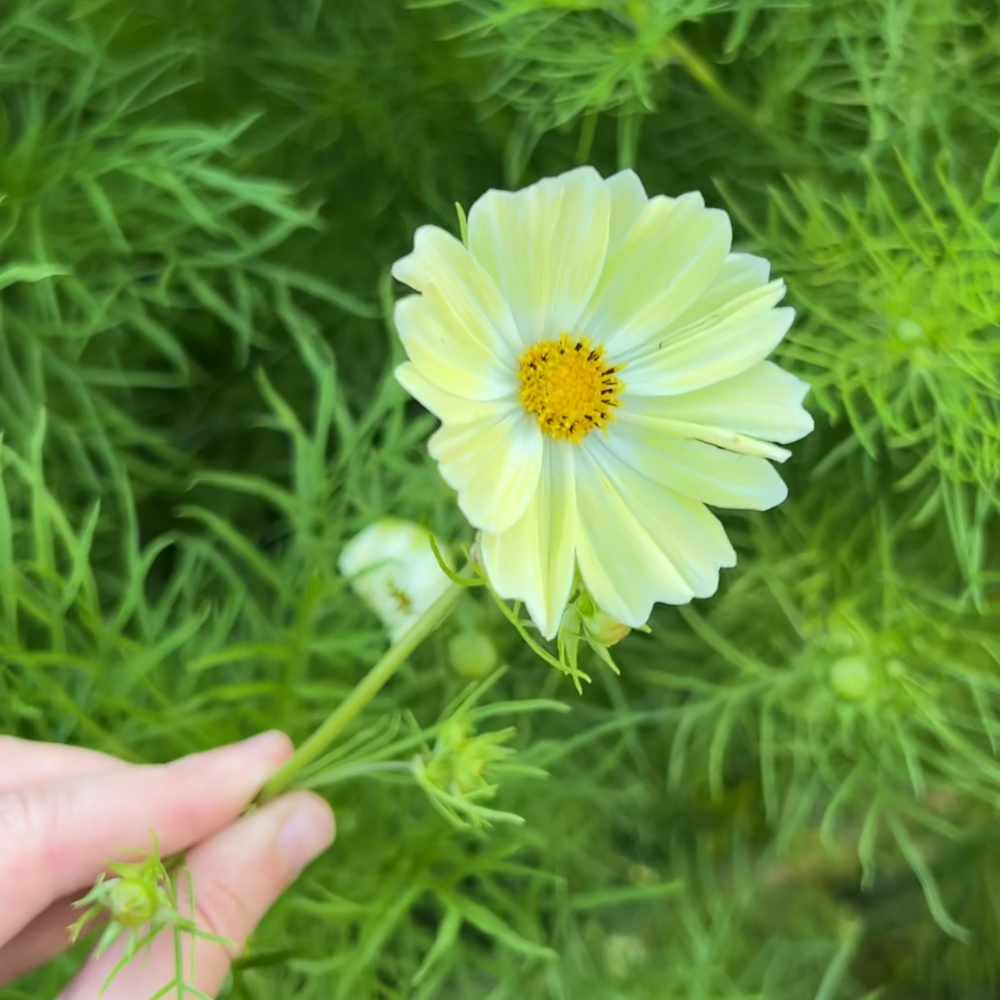 Cosmos bipinnatus (Cosmea) – Kiiro