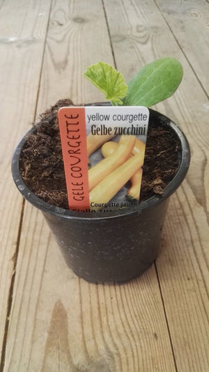 Courgette Geel Lang in pot 1 plant