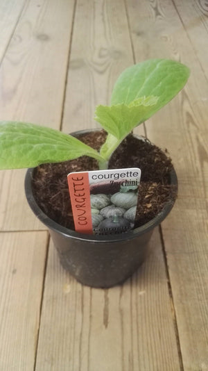 Courgette Groen Rond in pot 1 plant - plant buiten midden mei-midden juni ; oogst juli tot september.