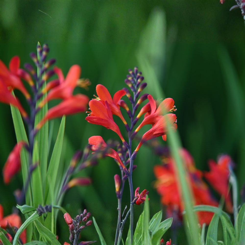 Montbretia/crocosmia 'Lucifer' - 10 stuks