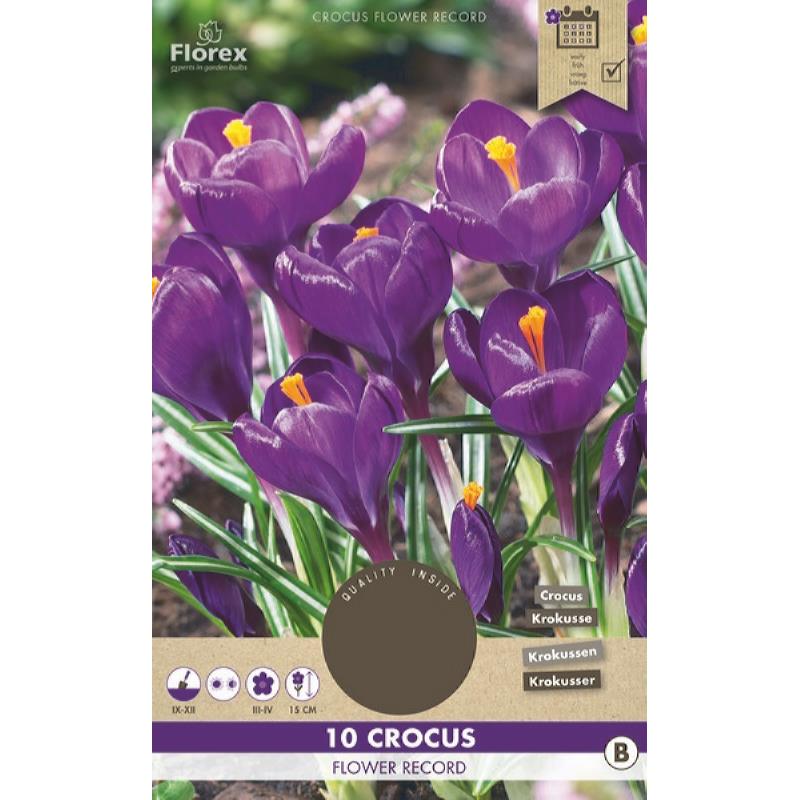 Crocus Flower Record 8/9 10 pièces