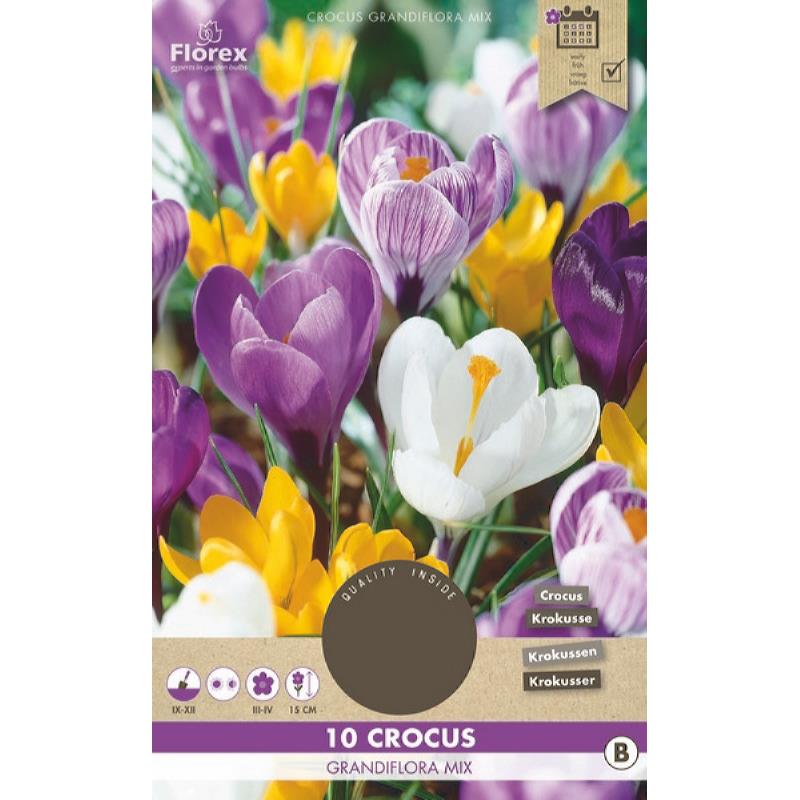 Crocus à Grandes Fleurs Mixte 8/9 10 pièces