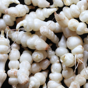 Crosne (also Japanese Artichoke or Chinese Artichoke) - 50 grams